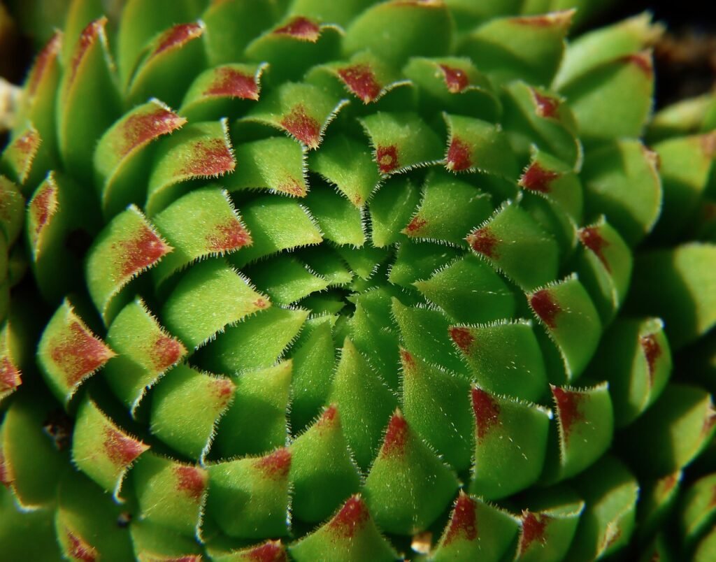 thick-leaved plant, sedum, fatty plant, succulent, nature, houseleek, macro, sempervivum, succulent, succulent, succulent, succulent, succulent